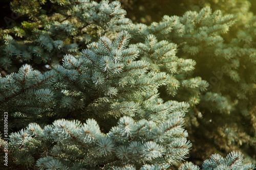 Close-up of blue spruce branches, with scientific name Picea pungens, is type of spruces. Natural background for creativity. Selective focus. Image for website or banner. Copy space