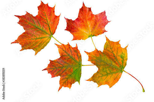 Bouquet of colorful bright autumn maple leaves on white isolated background close up