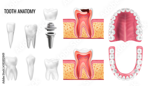 Tooth Anatomy Set