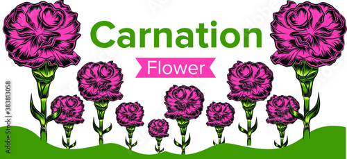 Carnation Flower. a flower that symbolizes the month of january.