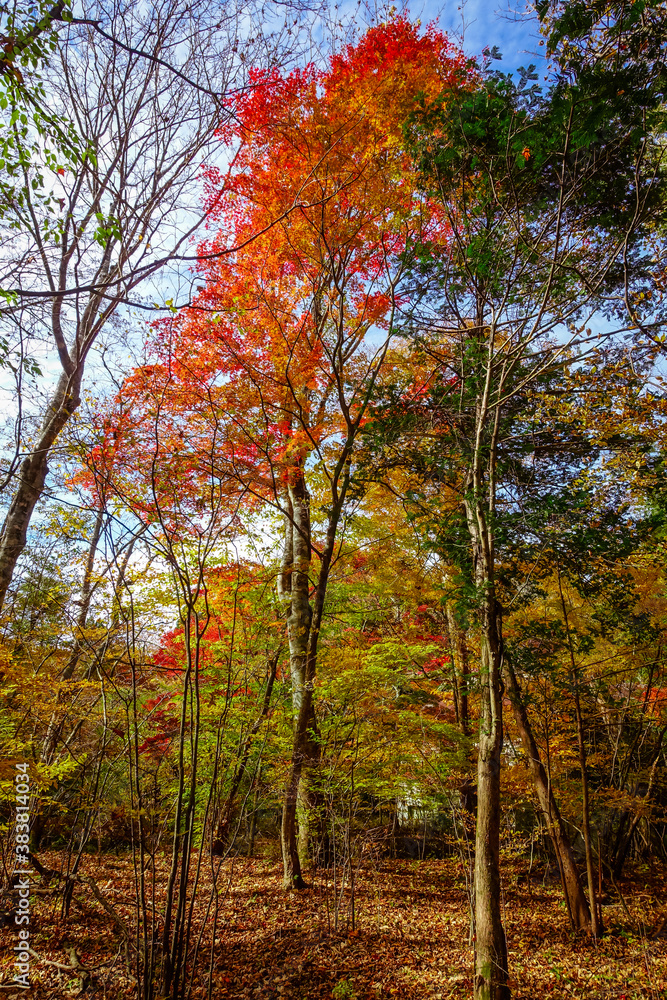 Naklejka premium 九重連山の東麓、黒岳原生林で湧く男池湧水群の紅葉