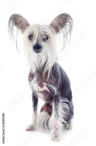 Φωτογραφία chinese crested dog