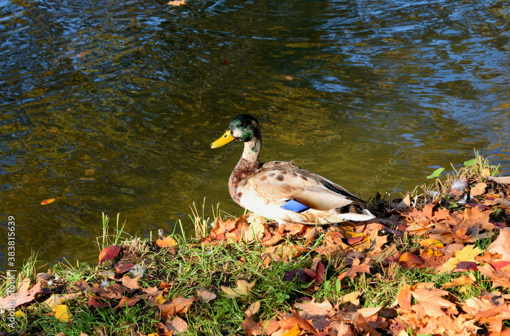 duck in the pond duck in the pond