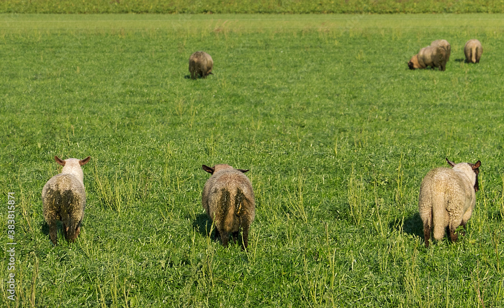 Obraz premium Sheep with diarrhoea in a meadow