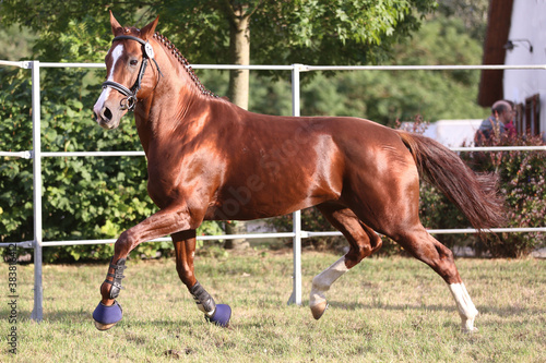  Purebred horse runs gallop in summer corral between metal fences © acceptfoto