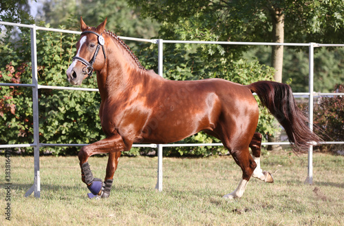  Purebred horse runs gallop in summer corral between metal fences