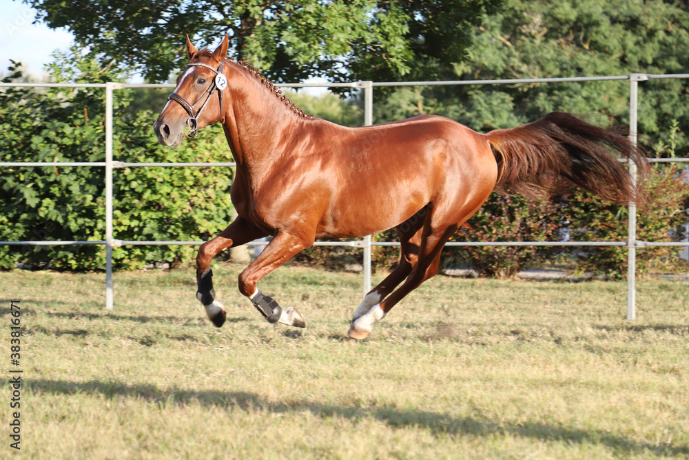 Young purebred saddle horse runs gallop on grass in summer corral Young purebred saddle horse runs gallop on grass in summer corral