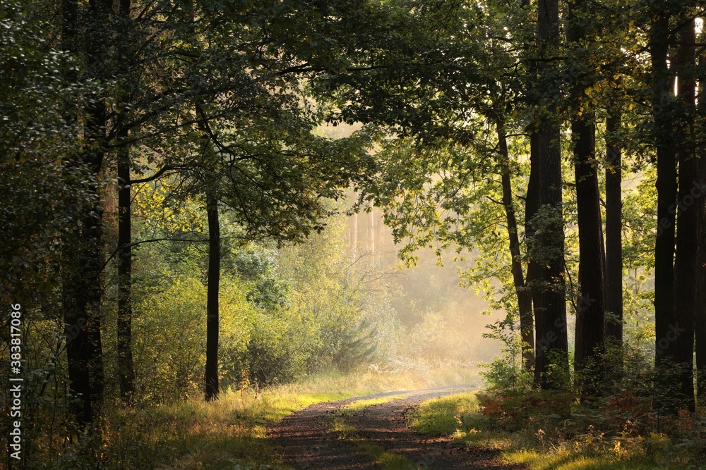 Obraz premium Forest path on a misty early autumn morning