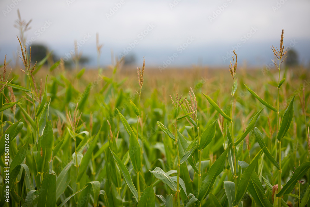 Obraz premium Panocha de maíz (Zea mays) en un campo