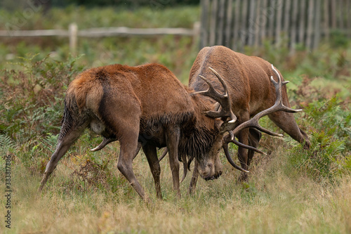 Two mature red stag deer fighting