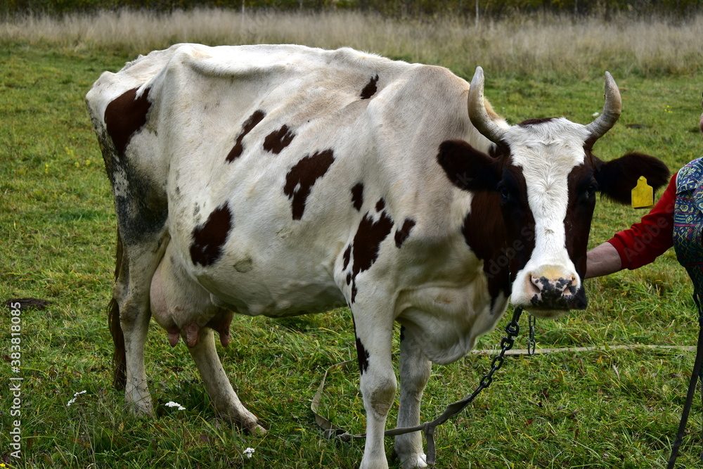 cow in the meadow tied