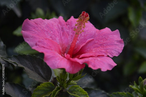pink hibiscus