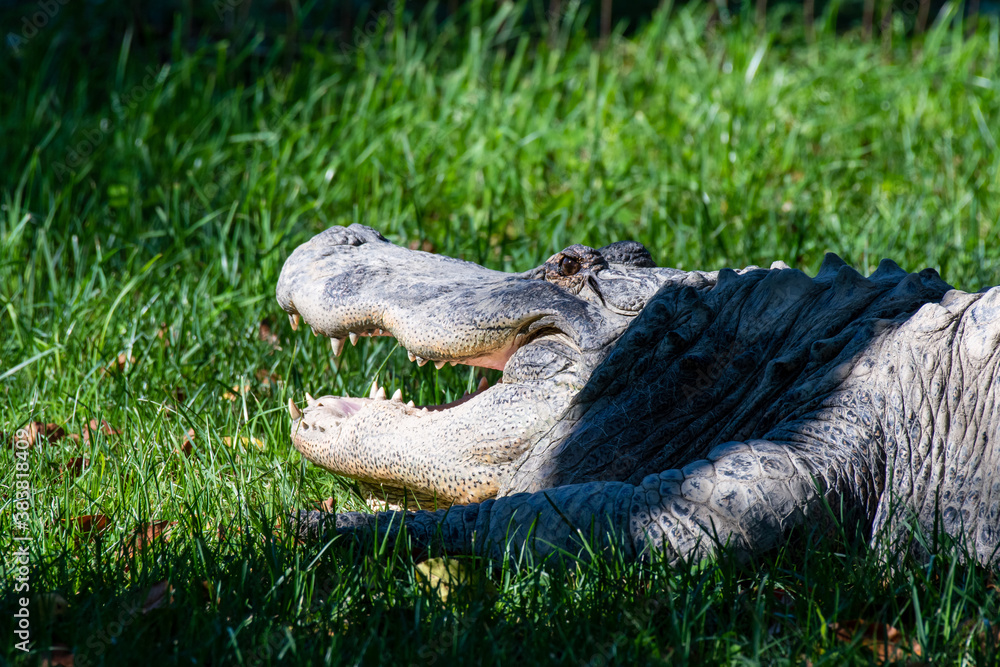 Obraz premium An American alligator with his powerful jaws partially open while basking in the sun