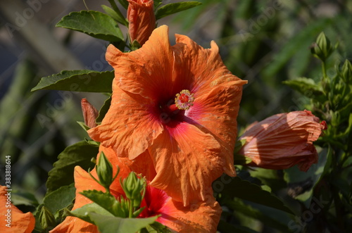 orange hibiscus flower