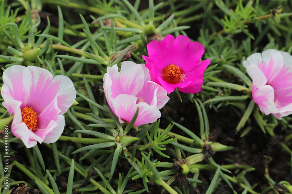 Fototapeta premium 秋の公園に咲くマツバボタンの花