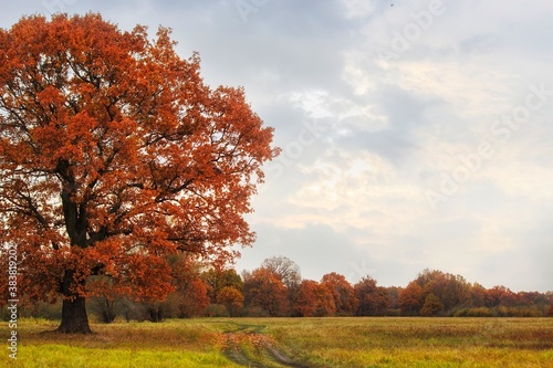 Autumn landscape with floodplain meadow and old oak