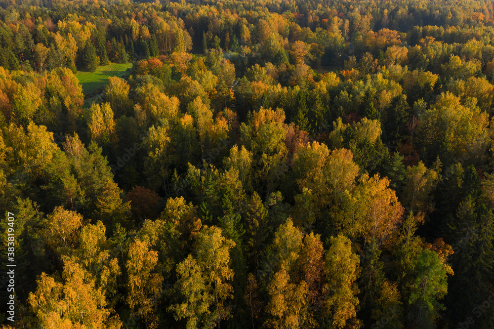 Autumn forest view from drone. Fall nature Autumn forest view from drone. Fall nature