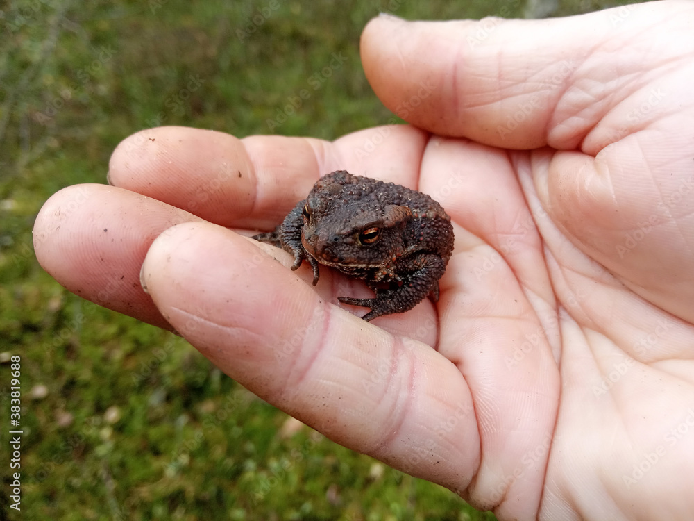  Elderly man's hand holding a small forest toad, close-up