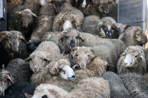 Flock of sheep being unloaded on to a live animal transporter