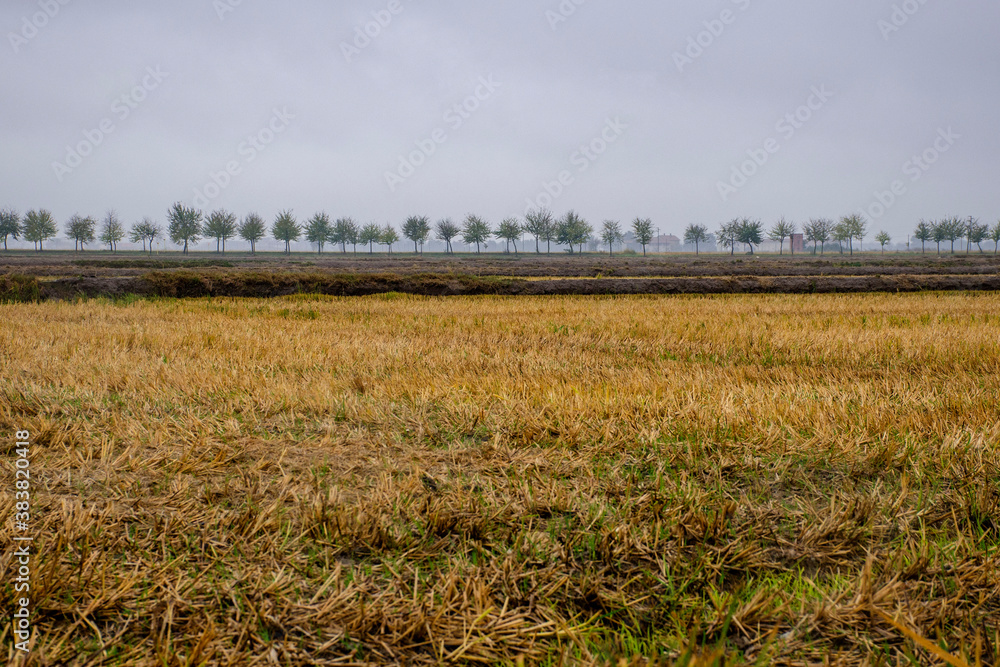 campi coltivati in pianura