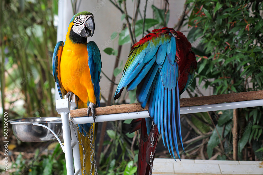Fototapeta premium Beautiful scene of macaw couple