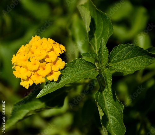 lantana camera