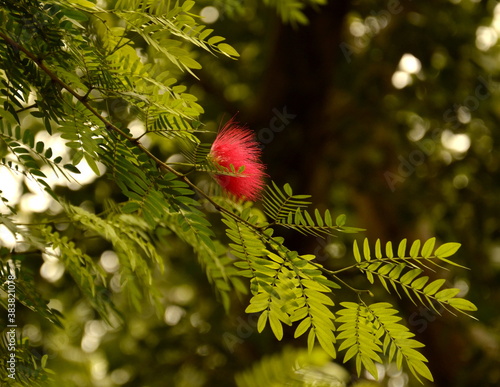 red and green