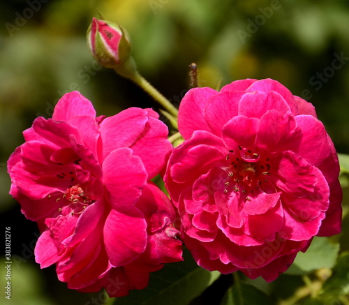pink rose