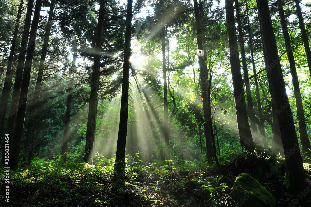 Fototapeta premium 光芒射す夏の元滝伏流水