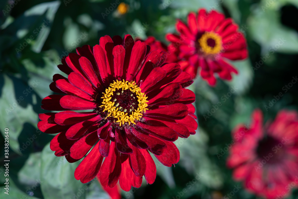 Lush red flower on a background of green leaves. Lush red flower on a background of green leaves.