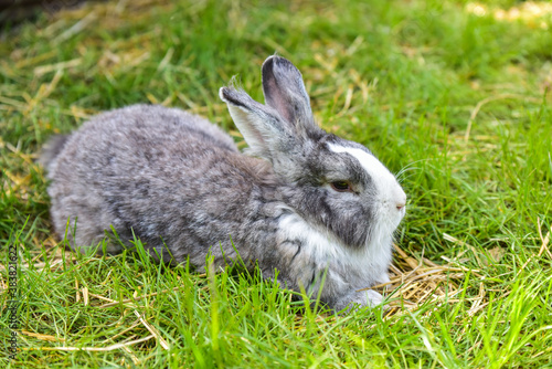 Gray bunny rabbit hare sitting on green grass.
