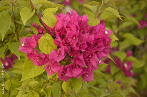 pink bouganvilla
