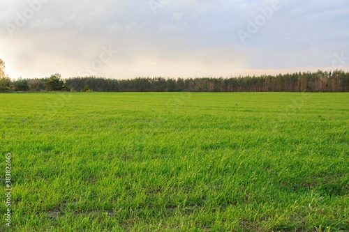 Landscape with a field of winter wheat