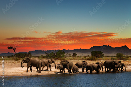Photography Herd of elephants in african savanna