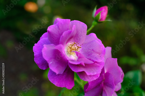 Close-up of a pink wild rose flower.