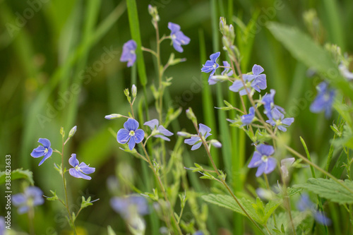 Blue wildflowers in the grass. Veronica chamaedrys.