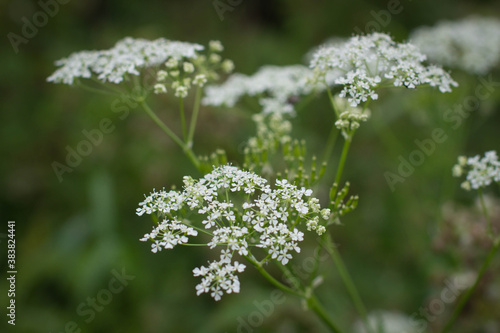 White flowers of Anthriscus sylvestris close-up on a green