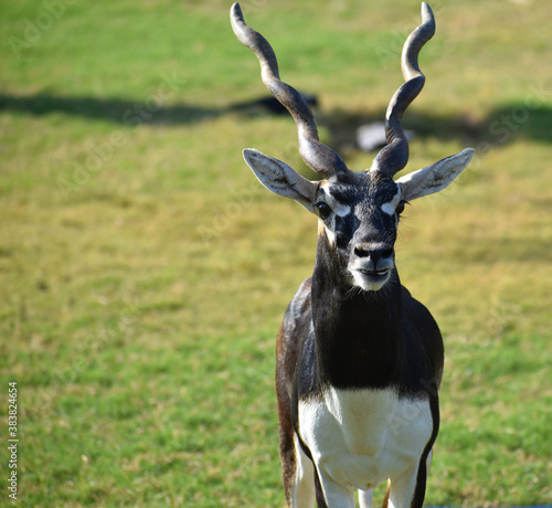 A male Blackbuck also known as Antelope, close up, Big horned wild male blackbuck photo