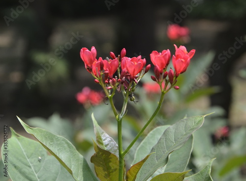 red flower in the garden