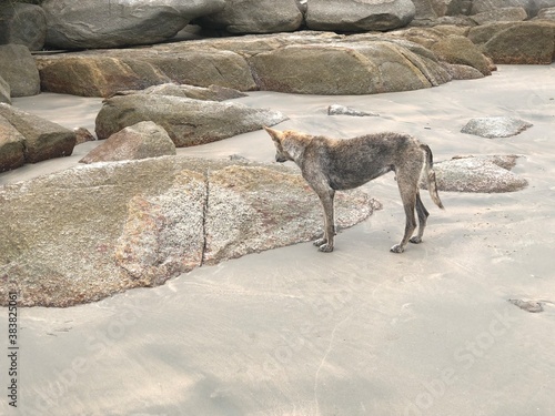 dog on the beach