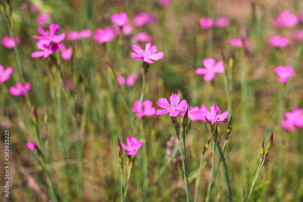 Dianthus borbasii vandas, dianthus deltoides blooming in the meadow. Dianthus borbasii vandas, dianthus deltoides blooming in the meadow.