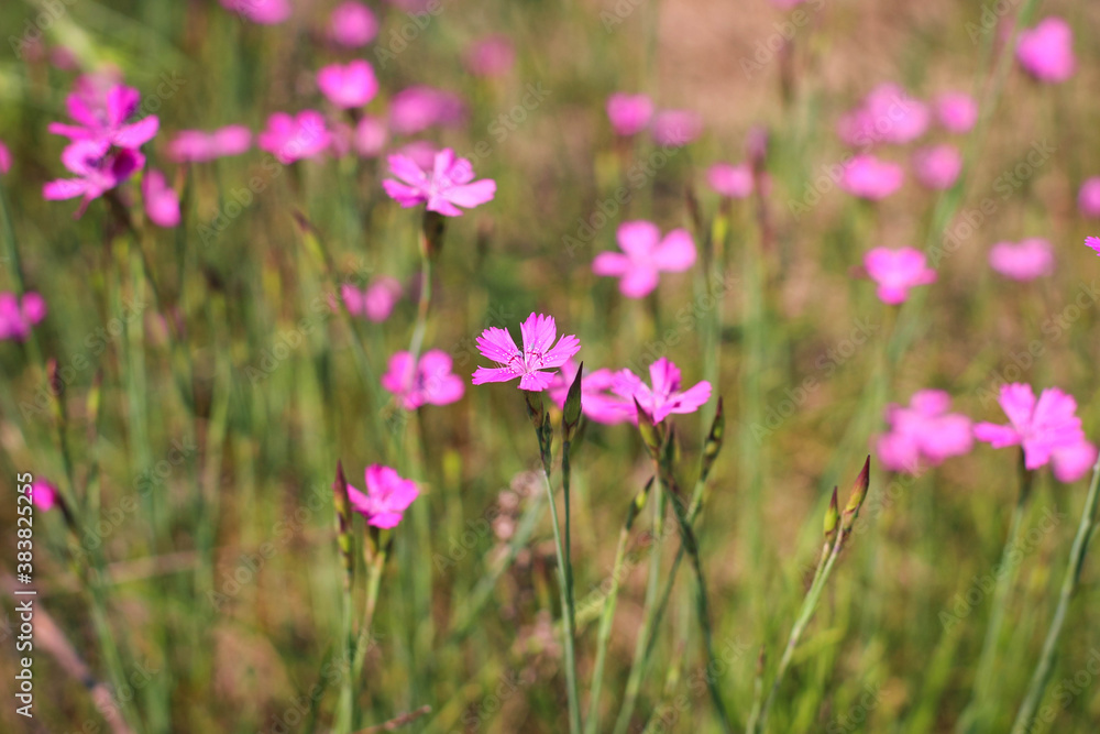 Dianthus borbasii vandas, dianthus deltoides blooming in the meadow. Dianthus borbasii vandas, dianthus deltoides blooming in the meadow.