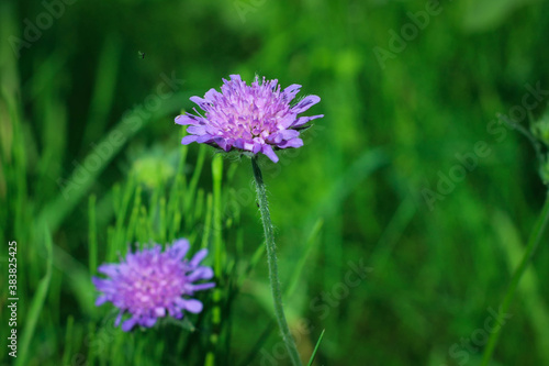 Flower of Field Scabious  Knautia Arvensis  with bokeh background