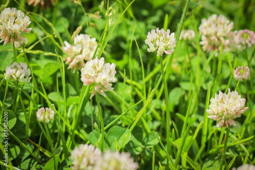 Trifolium pratense, the white clover in the meadow.