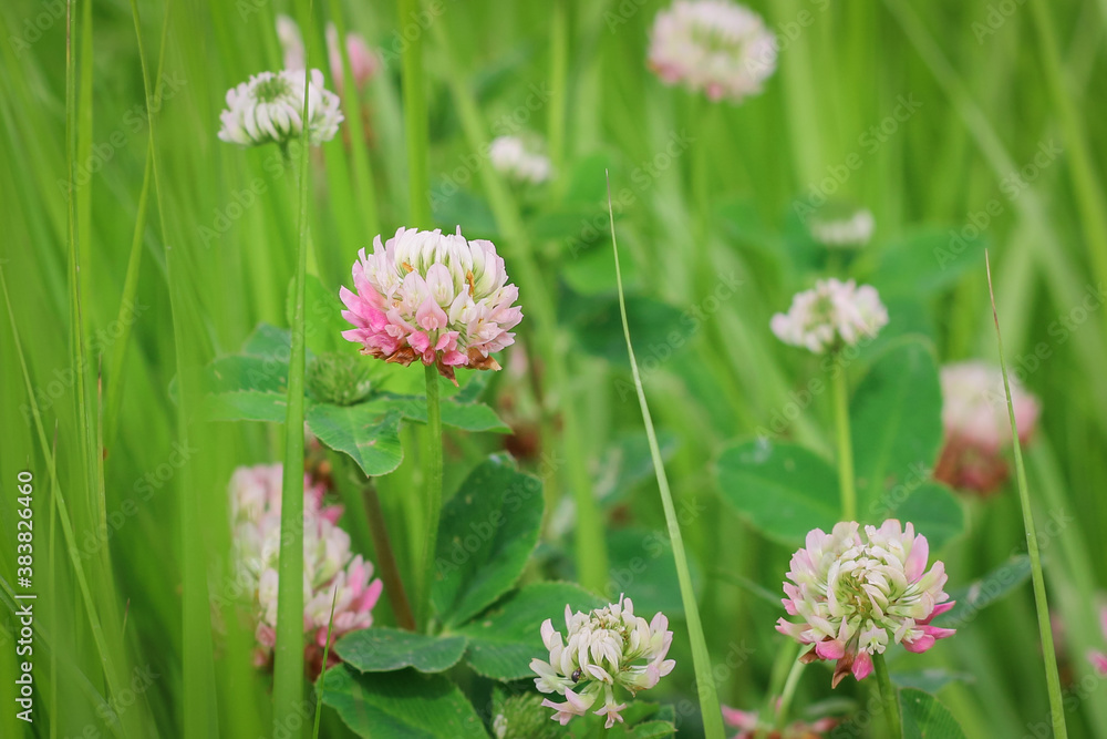 Trifolium pratense, the pink clover in the meadow
