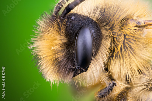 extreme close up of a mining bee portrait.