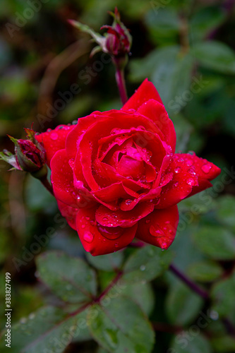 Beautiful Red Rose