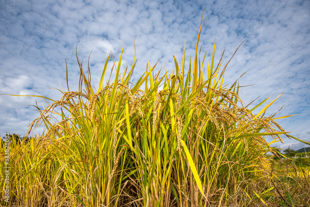 Yellow rice ears ripening golden in autumn rice paddies. Yellow rice ears ripening golden in autumn rice paddies.