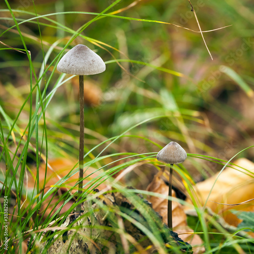 Mycena Mushroom photo