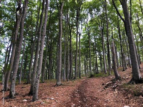 Hiking trails, forest paths and bicycle roads in the Ucka Nature Park, Croatia / Planinarske staze, šumski putevi i biciklističke ceste u parku prirode Učka, Hrvatska photo